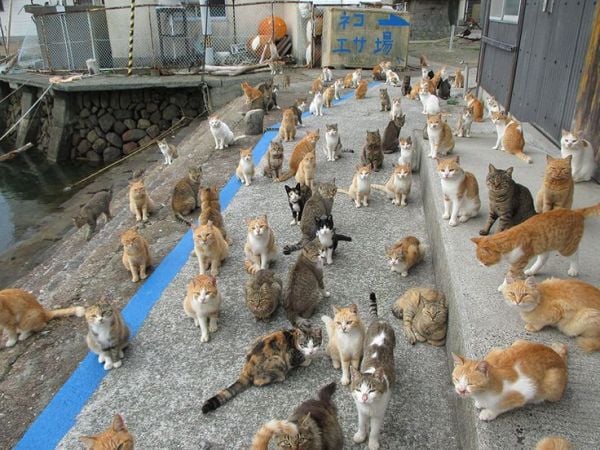 Isla de los gatos, Japón