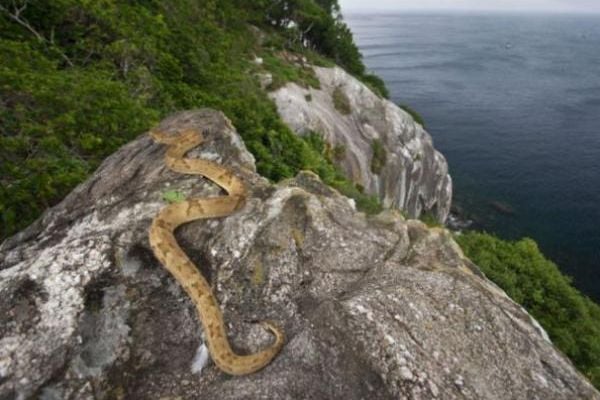 Isla de las serpientes, Brasil