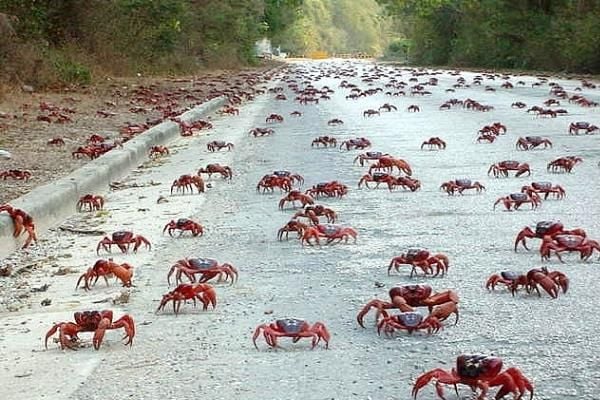 La isla de los cangrejos, Australia Christmas Island