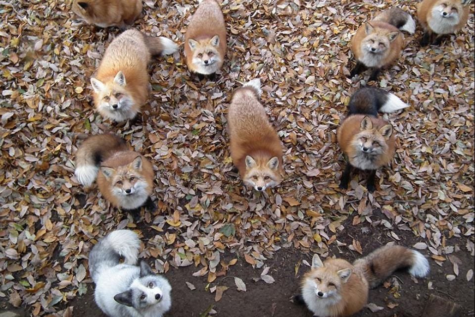 La isla de zorros, Zao Fox Village en Japón