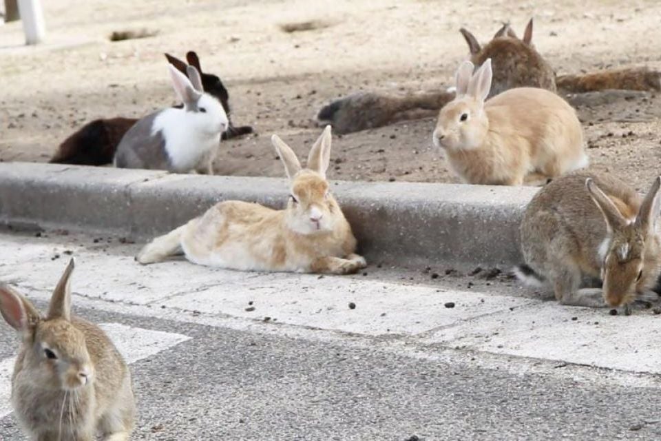 La isla de los conejos, Japón, Rabbit Island