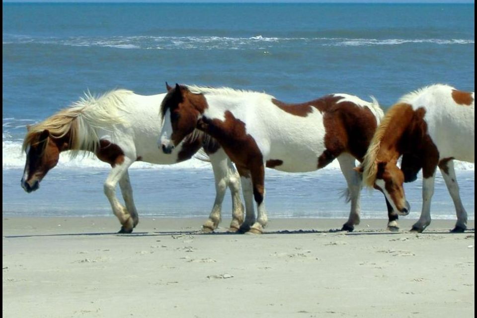 La isla de los ponis, Estados Unidos