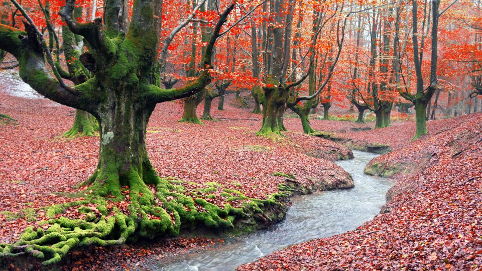 Otzarreta Forest, Spain