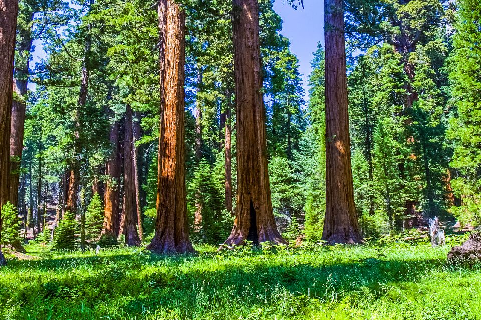 Le Sequoie Giganti - California - Stati Uniti