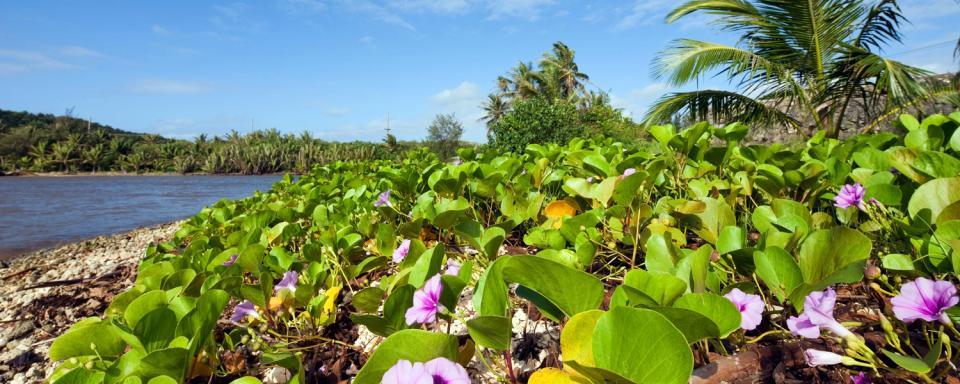 Guam Native Plants Pictures Hot Blonds Sex