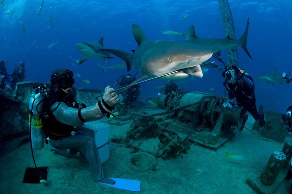 Diving Bahamas