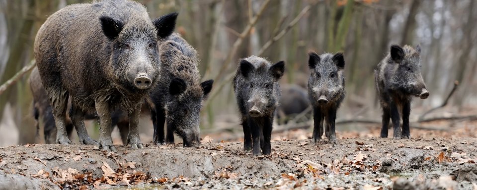 Resultado de imagen para animales tipicos de portugal