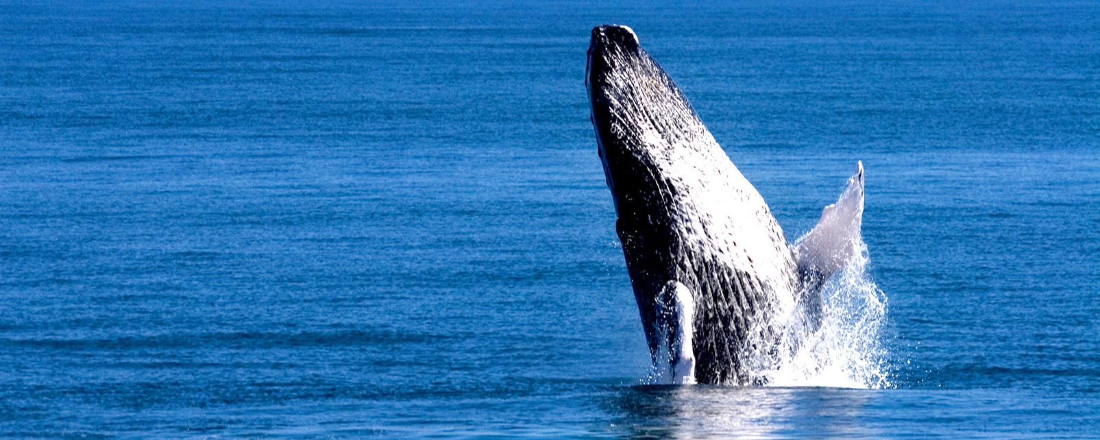 Les Baleines De La Péninsule De Samana. - République Dominicaine