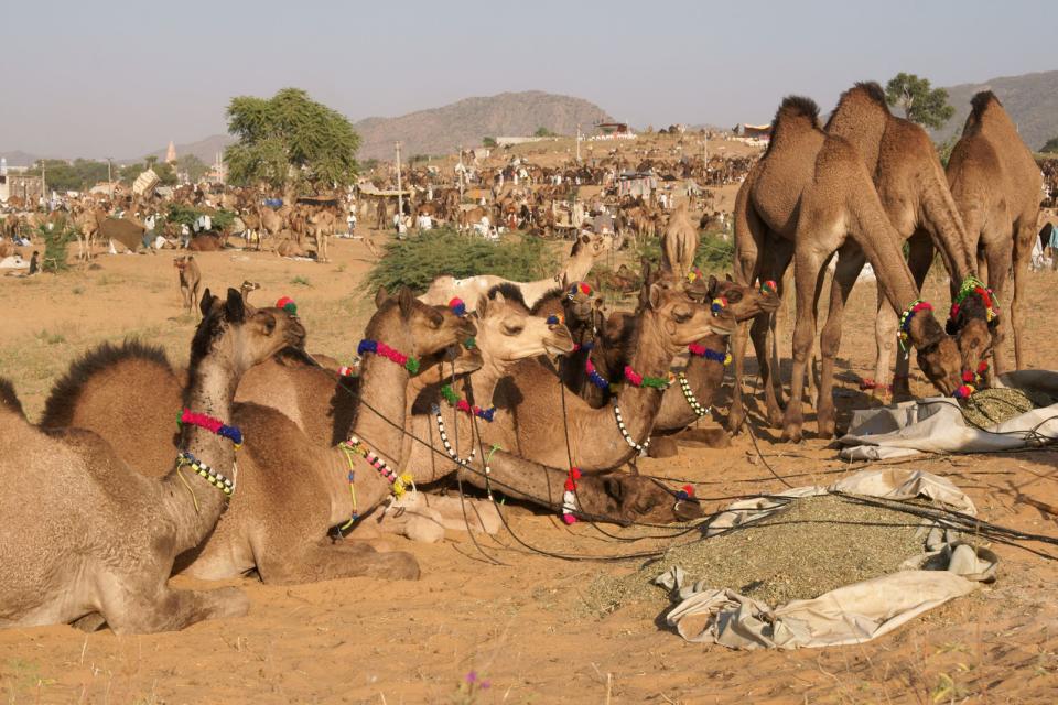 La Foire Aux Chameaux De Pushkar - Rajasthan - Inde