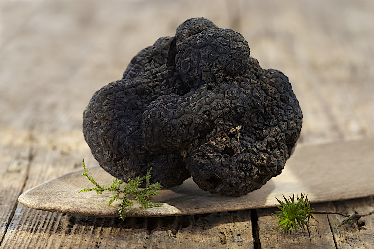 Самый дорогой гриб. Трюфеля чёрного (Tuber melanosporum). Черный зимний трюфель. Дорогой гриб трюфель. Подземный гриб трюфель.