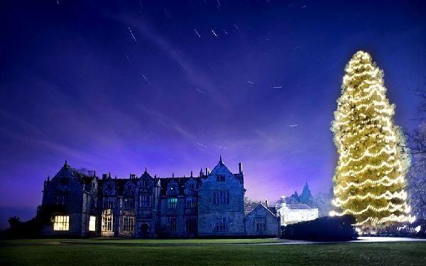 preparations-start-on-uk-s-tallest-christmas-tree-easyvoyage