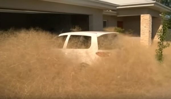 Australian Town Hit By Hairy Panic Easyvoyage