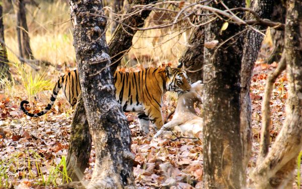 The best places to see tigers in the wild in 2022 – Lonely Planet