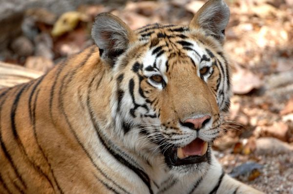 The best places to see tigers in the wild in 2022 – Lonely Planet