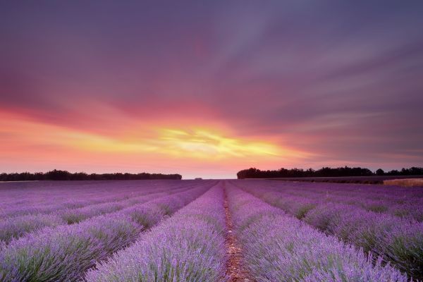 L'incroyable océan violet de Provence - Easyvoyage