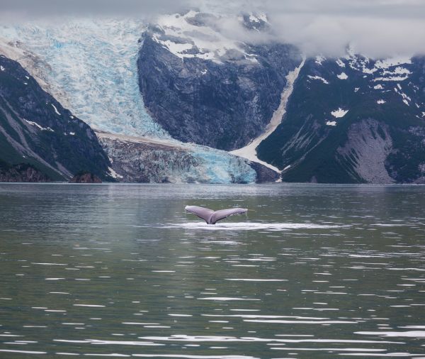 17 Great Places To Enjoy West Coast Whale Watching - Forever Karen