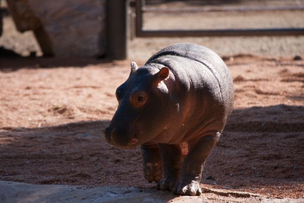 Naissance D Un Hippopotame En France Easyvoyage