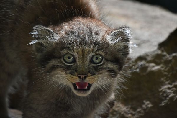 A La Decouverte Du Manul Easyvoyage