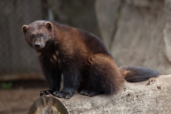 Le Veritable Wolverine N Est Autre Que Le Glouton Terreur Du Grand Nord Easyvoyage