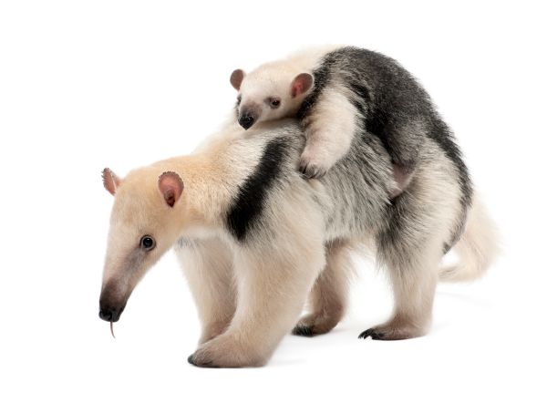 1ere Naissance En France D Un Tamandua Fourmilier Nain D Amerique Du Sud Easyvoyage