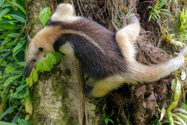 1ere Naissance En France D Un Tamandua Fourmilier Nain D Amerique Du Sud Easyvoyage