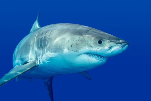 Hawaii Une Rencontre Incroyable Entre Des Plongeurs Et Un Requin Blanc Easyvoyage