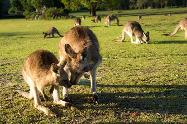 En Australie Les Kangourous Posent Probleme Easyvoyage