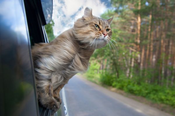 Ce Chat Parcourt 800 Km En Blablacar Pour Rentrer Chez Lui Easyvoyage