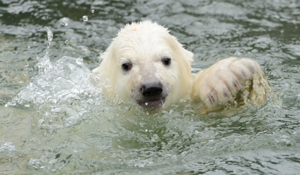 Parc Zoologique De Berlin Un Bebe Ours Polaire Qui A Bien Grandi Easyvoyage