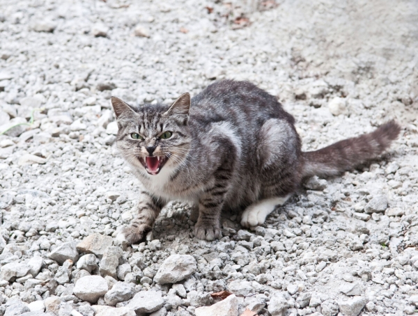 Australie Des Saucisses Empoisonnees Pour Tuer Les Chats Sauvages Easyvoyage