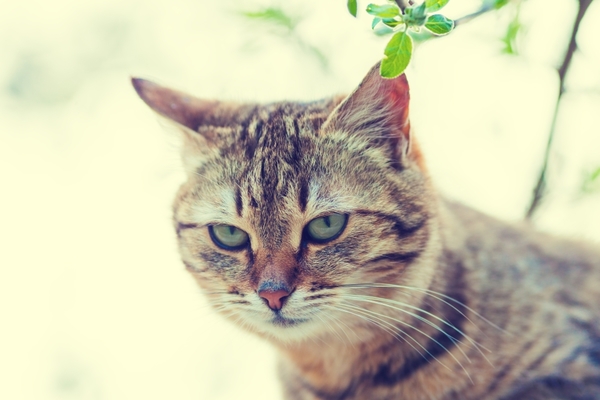 Le Chat Renard Une Nouvelle Espèce De Félin Extraordinaire