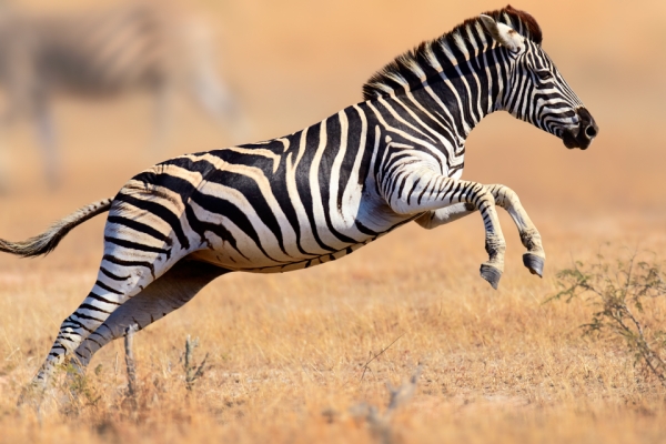 Espece Rare Un Zebre A Pois Blancs Du Kenya Easyvoyage