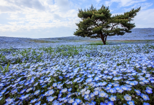10 of the prettiest flower fields in the world