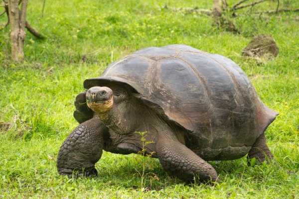 Nachfahren Von Vermeintlich Ausgestorbenen Galapagos Riesenschildkroten Entdeckt Easyvoyage