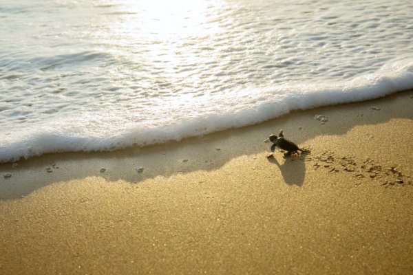 Au Bresil Des Bebes Tortues Naissent Sur Une Plage Desertee Par Le Confinement Easyvoyage