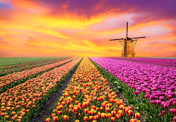 Le printemps, la saison d'or des tulipes aux Pays-Bas - Easyvoyage