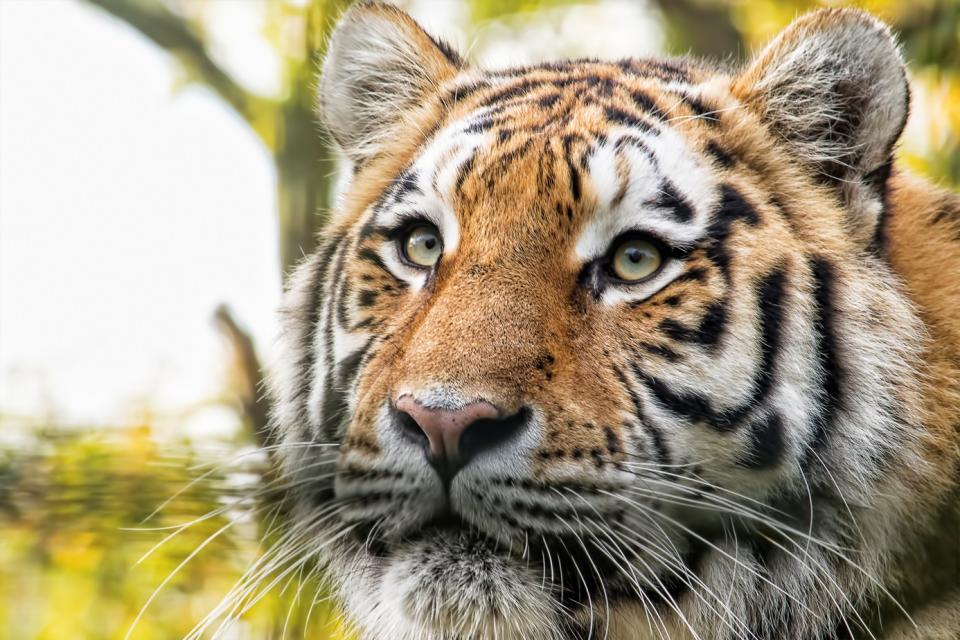 Adieu les Deux Fr res Dans 5 ans le tigre  aura disparu 