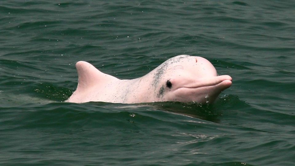 Le ultime possibilità di ammirare i delfini rosa - Easyviaggio