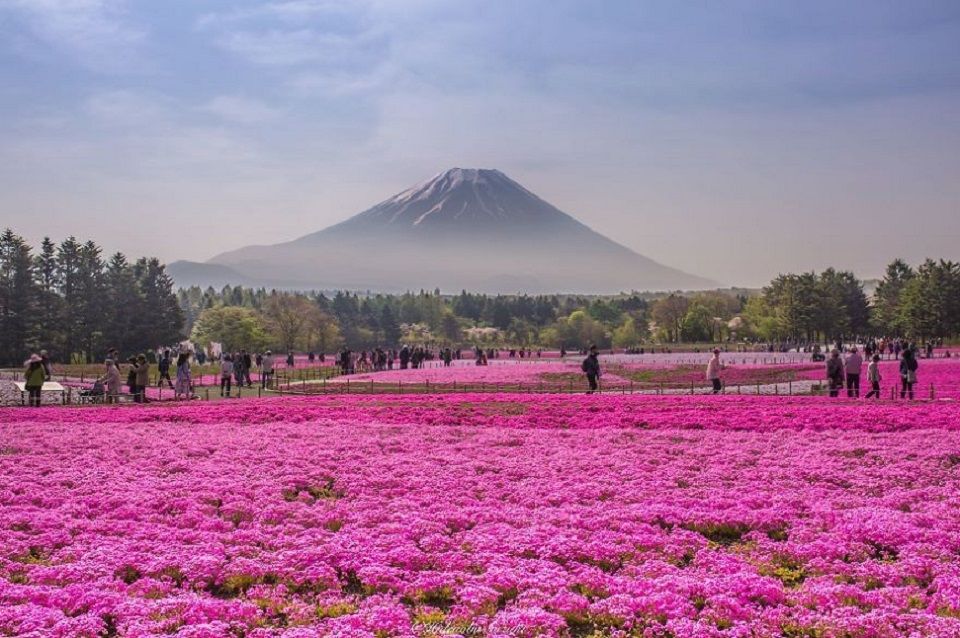 Wunderschöne Shibazakurafelder in Japan