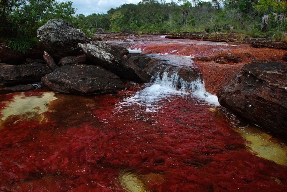 Красные водяные