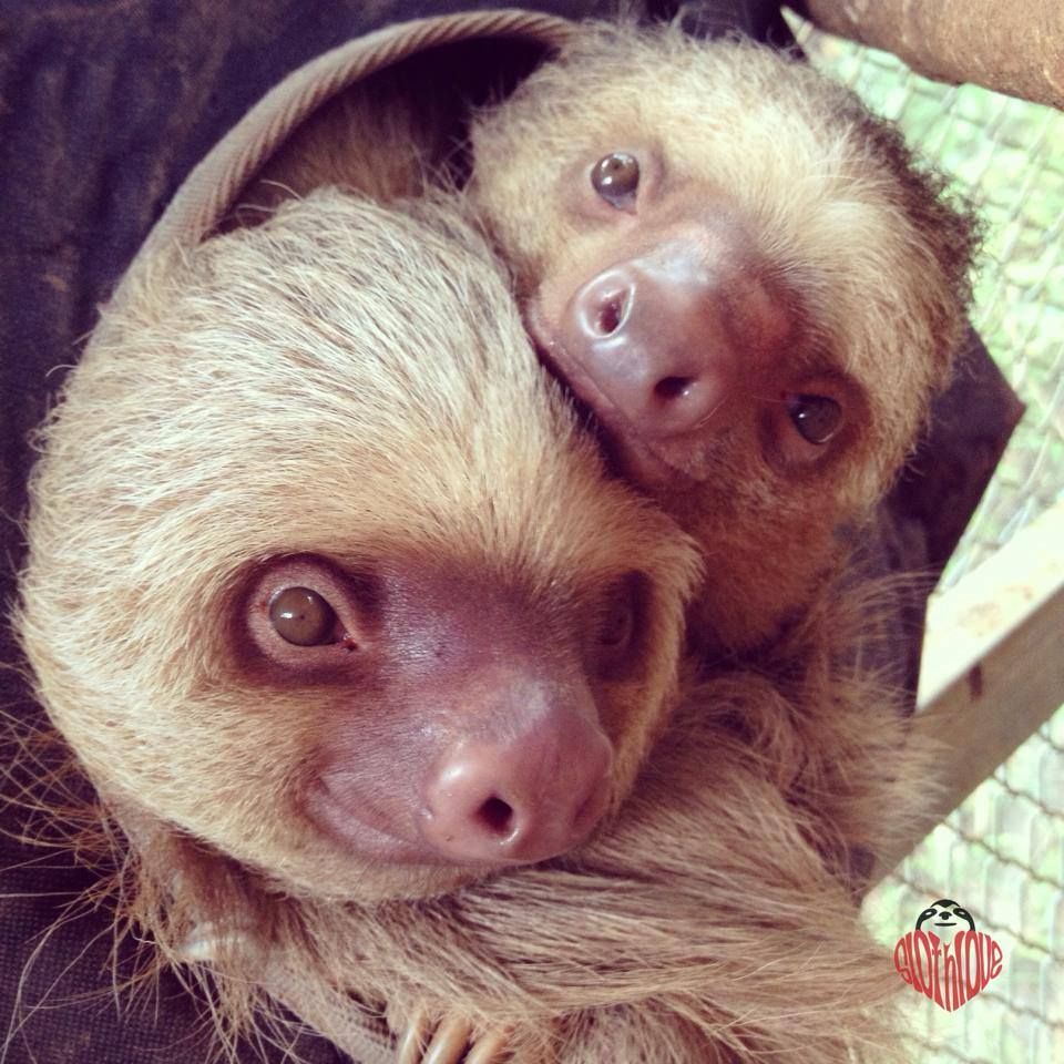 The Costa Rican institute that saves orphaned sloths - Easyvoyage