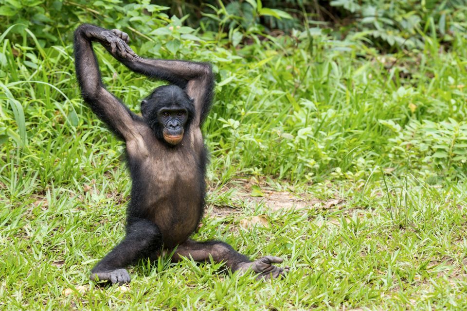 In Photos The Astonishing Life Of Congolese Bonobos Easyvoyage