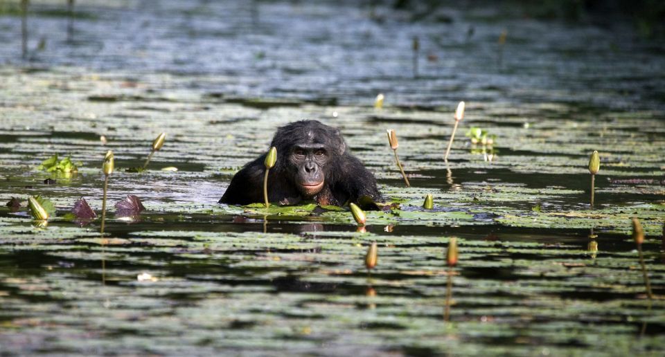 In Photos The Astonishing Life Of Congolese Bonobos Easyvoyage