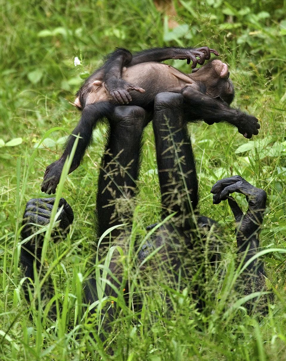 In Photos The Astonishing Life Of Congolese Bonobos Easyvoyage