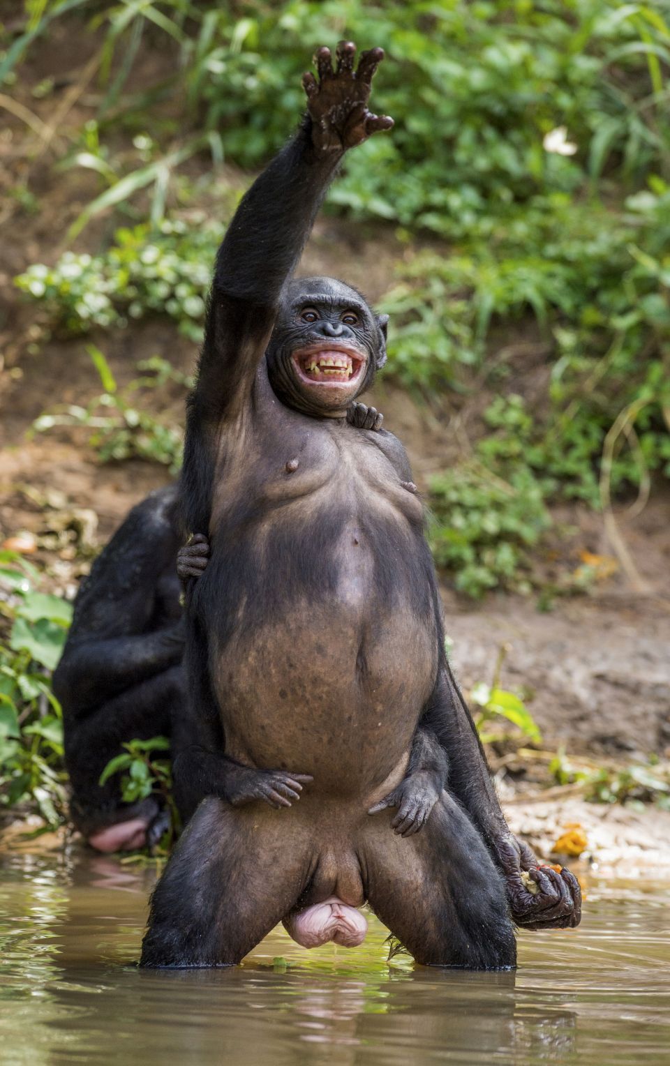In Photos The Astonishing Life Of Congolese Bonobos Easyvoyage