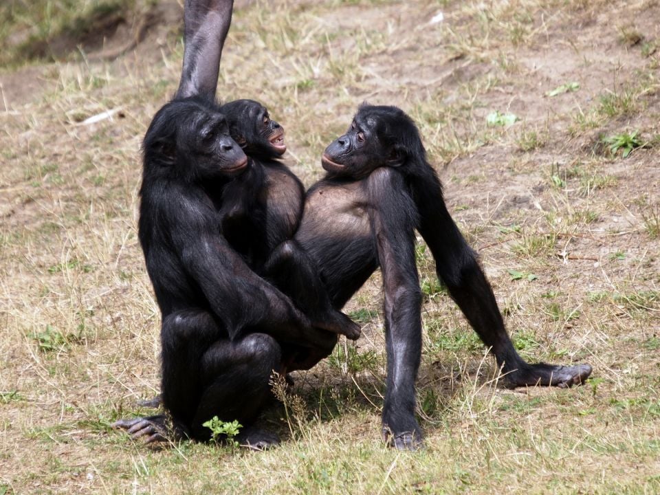 Fotoserie Das Erstaunliche Leben Der Kongolesischen Bonobos Easyvoyage