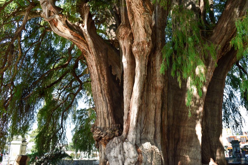 Les 20 arbres les plus étranges du monde Easyvoyage