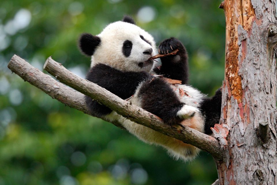 Los mejores lugares para ver a los Osos Panda Gigantes en China