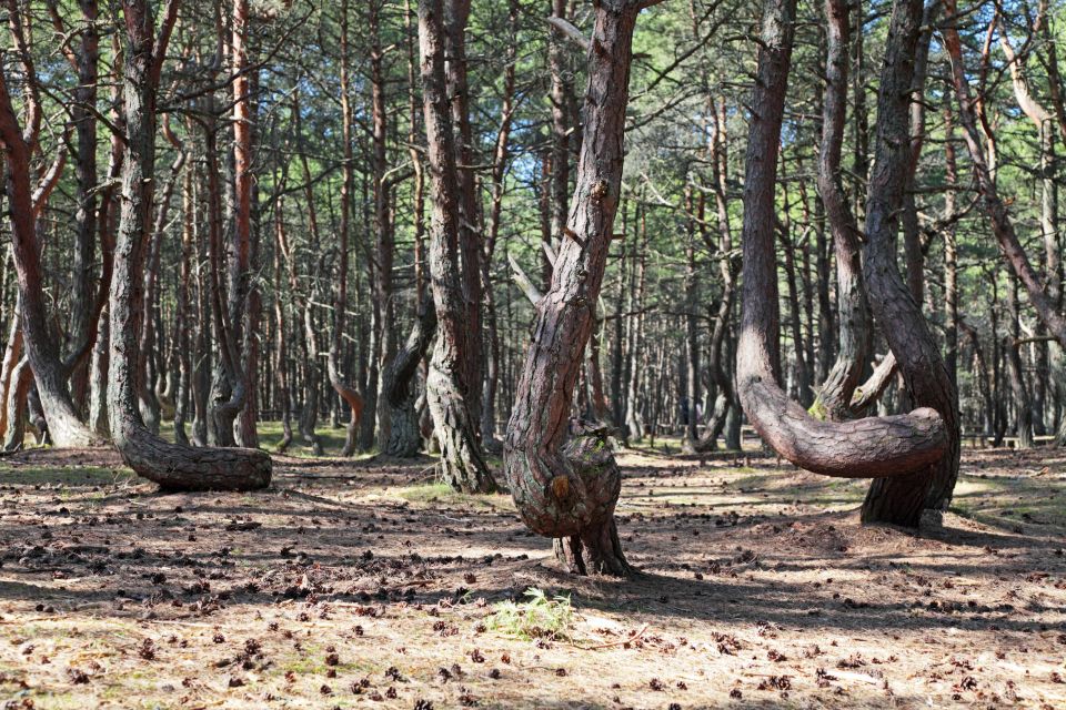 Танцующий лес калининград фото