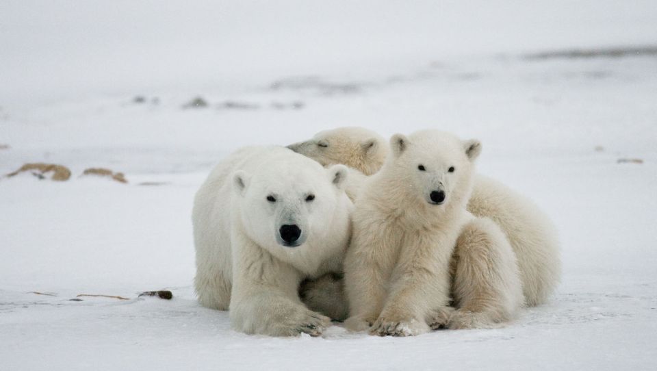 A guide to Canada's Wapusk National Park - Easyvoyage